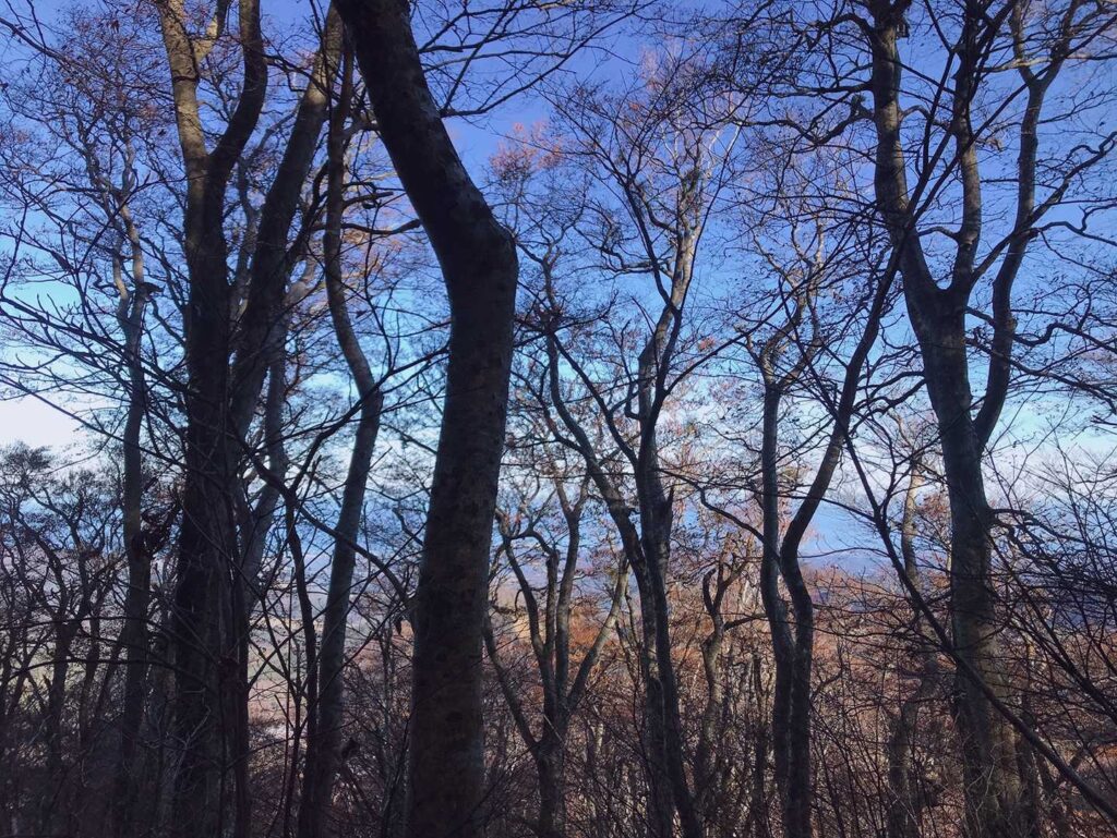 木々の間から青空が見える