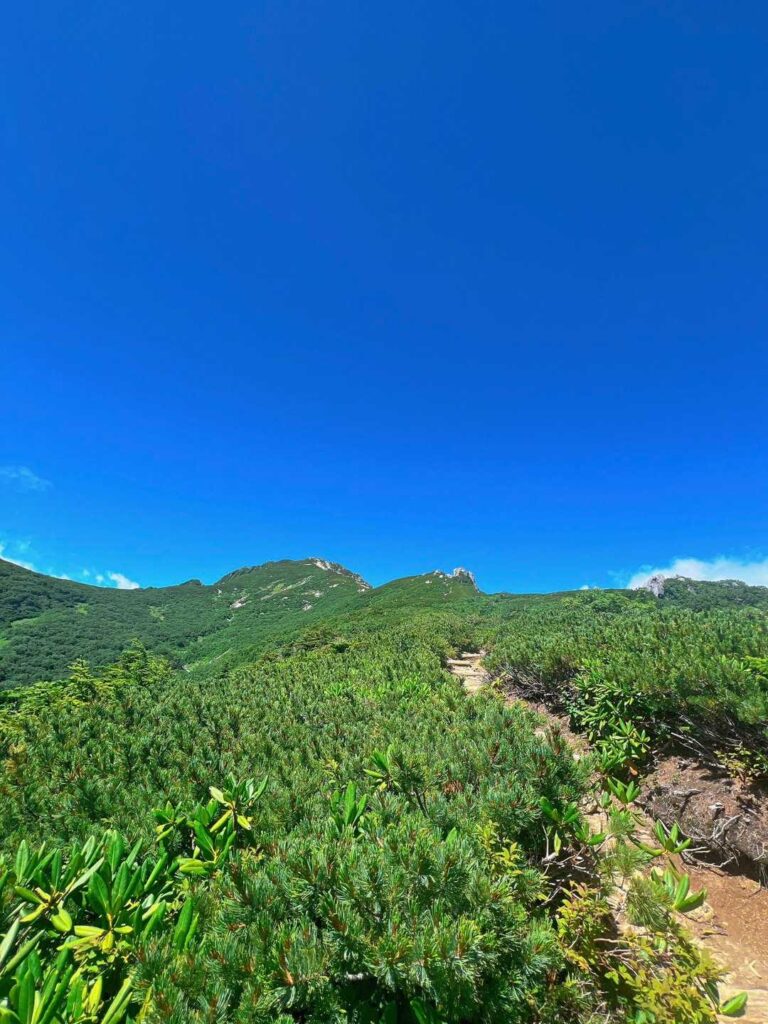 森林限界を超えて山頂方面が見えてきた