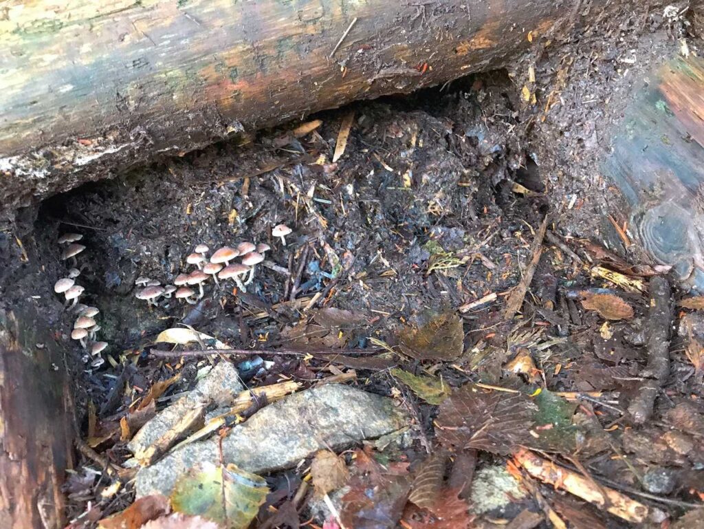 倒木の下に生えるきのこ