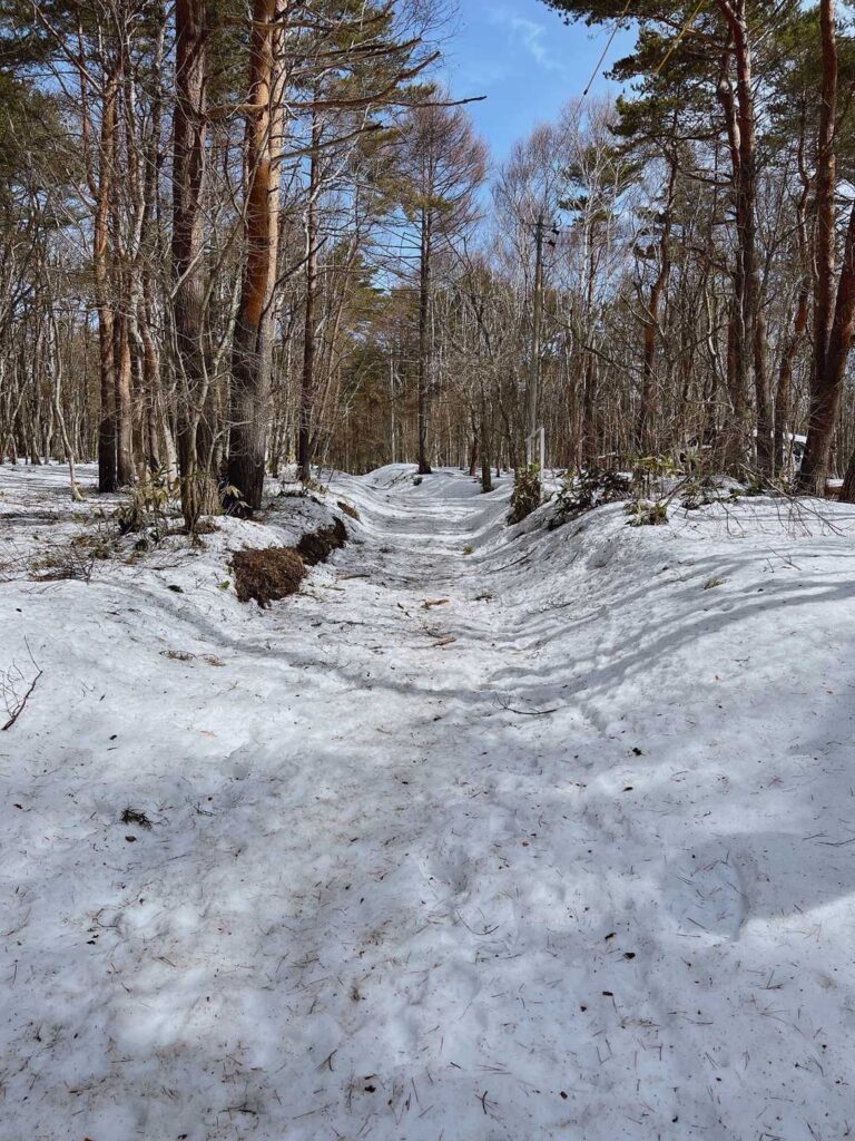 すぐに雪の世界。樹林帯の中を進む