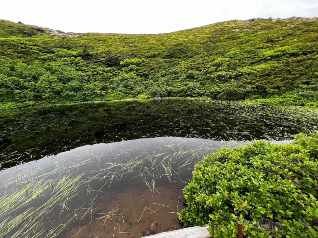 水草が浮かぶ池