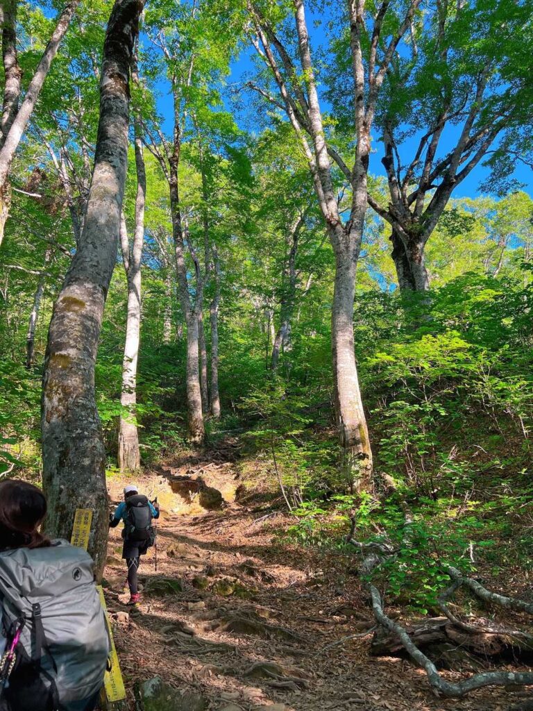 ブナの大木が並ぶ樹林帯