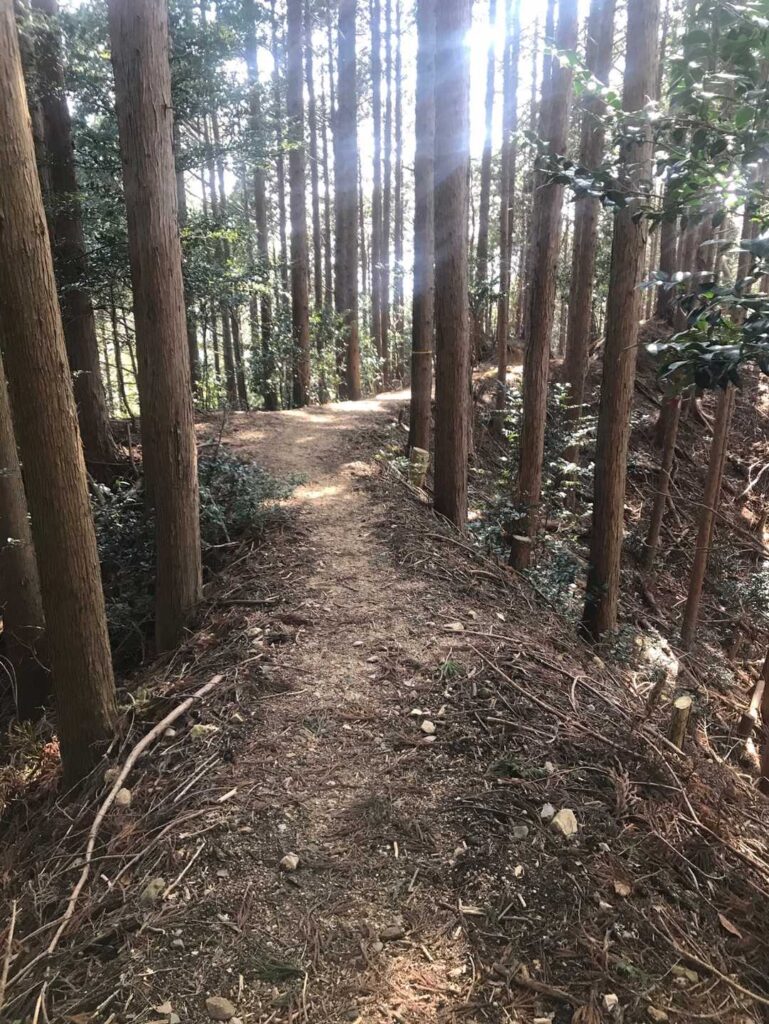 テクテクと歩いていく登山道の様子