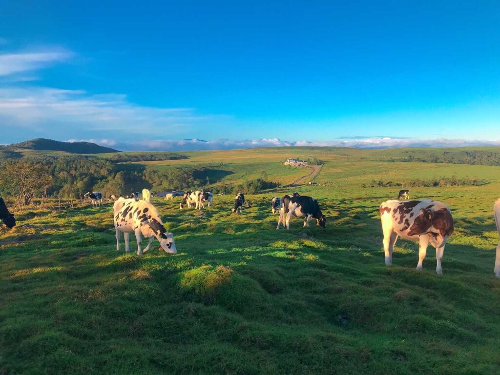 放牧されている牛