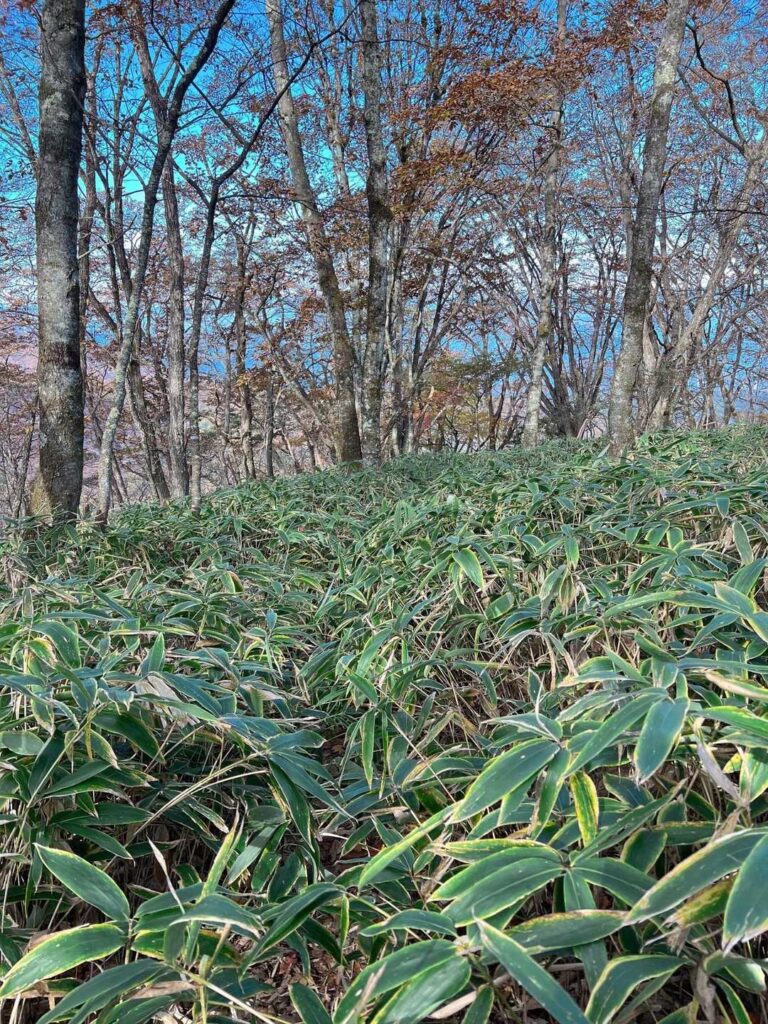 急登を登ると笹ワールドに