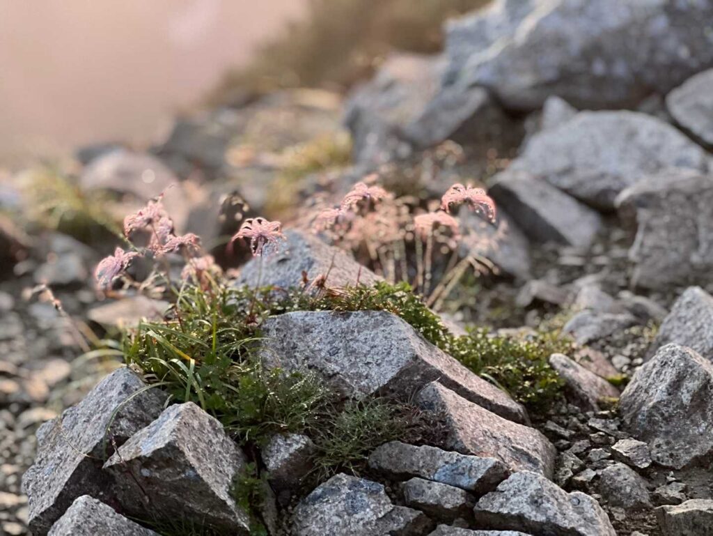 朝露を纏った高山植物