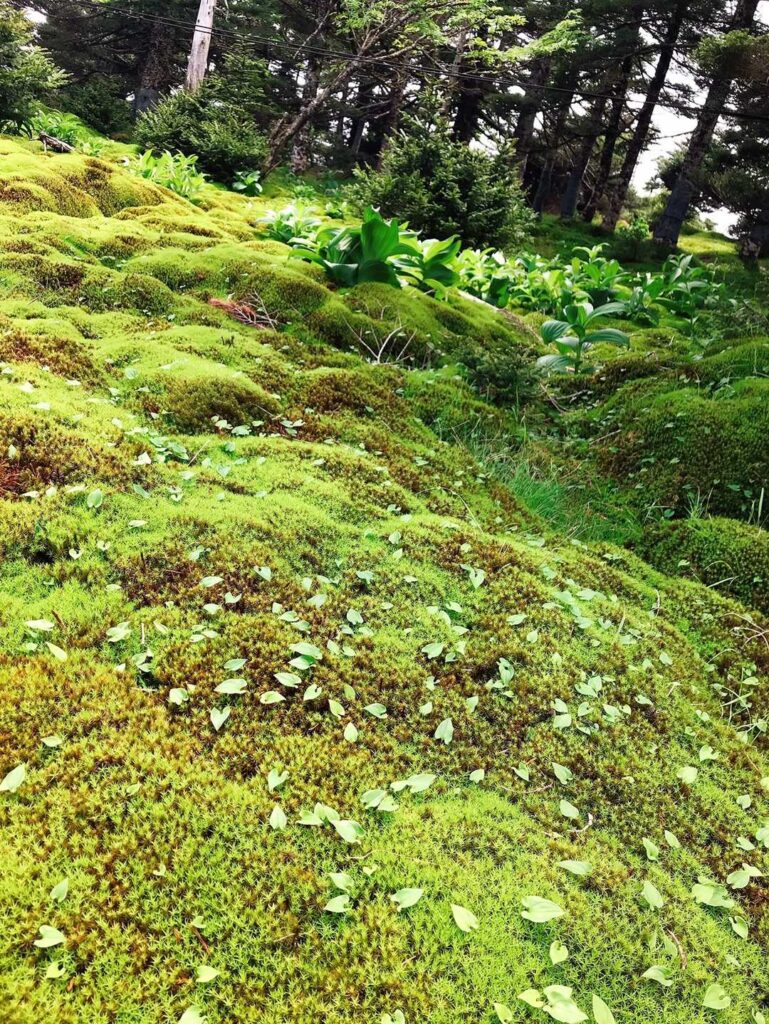 弥山山頂付近の苔の絨毯