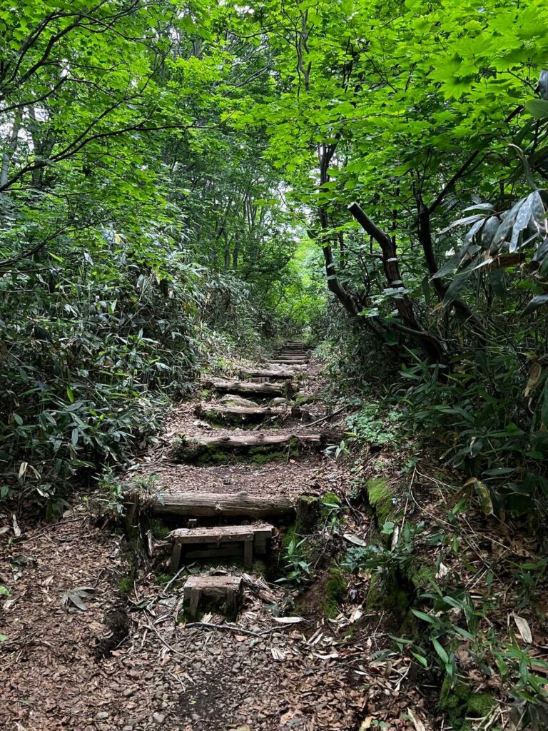 樹林帯の登山道