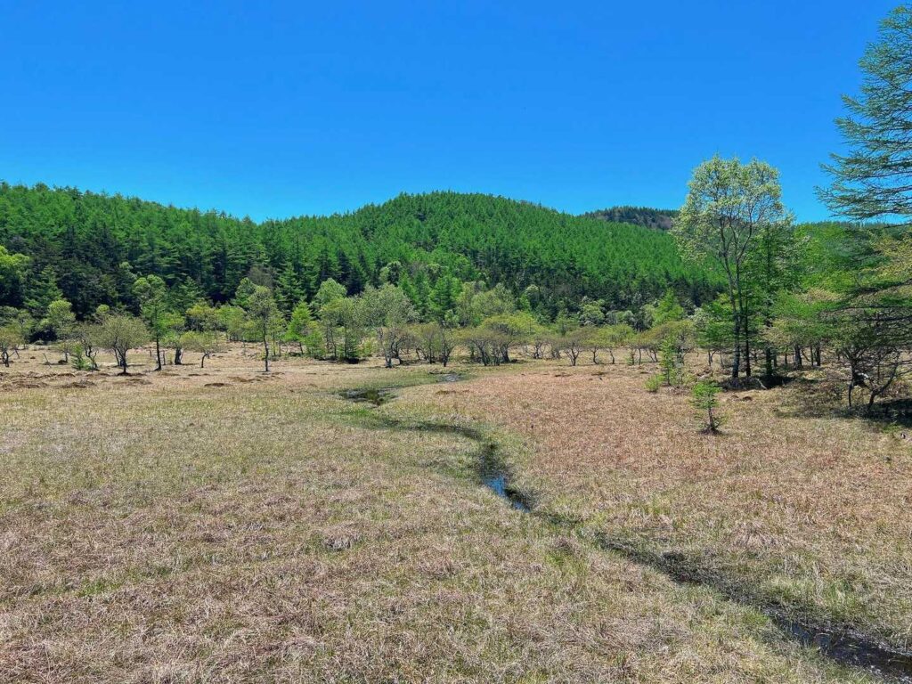 湿原と言うよりは 見た目サバンナかなぁ