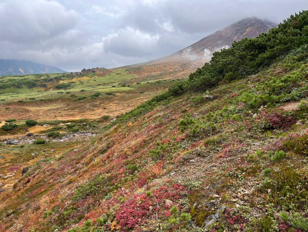 秋色に染まった植物たち