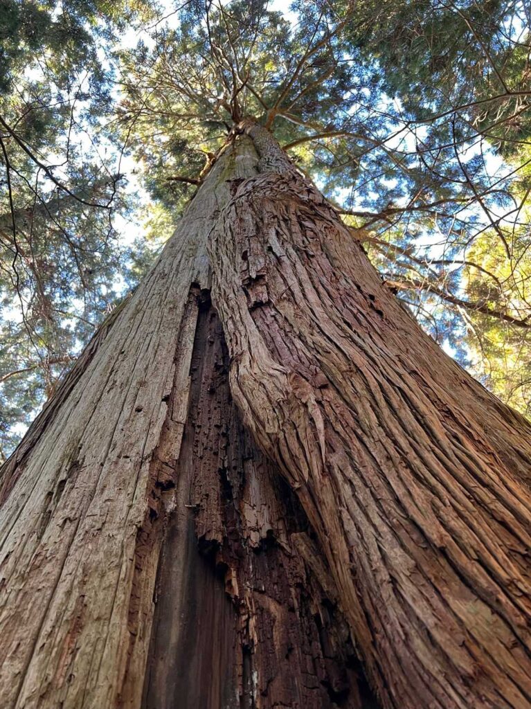 大きな杉の木