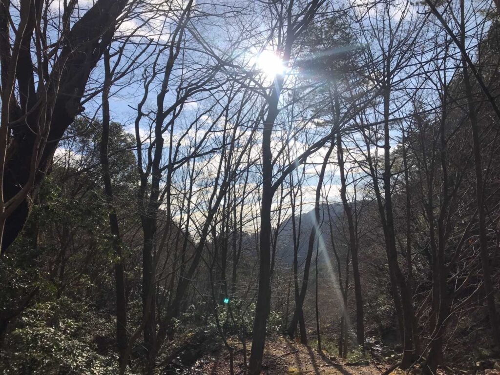 大好きな木漏れ日を感じ