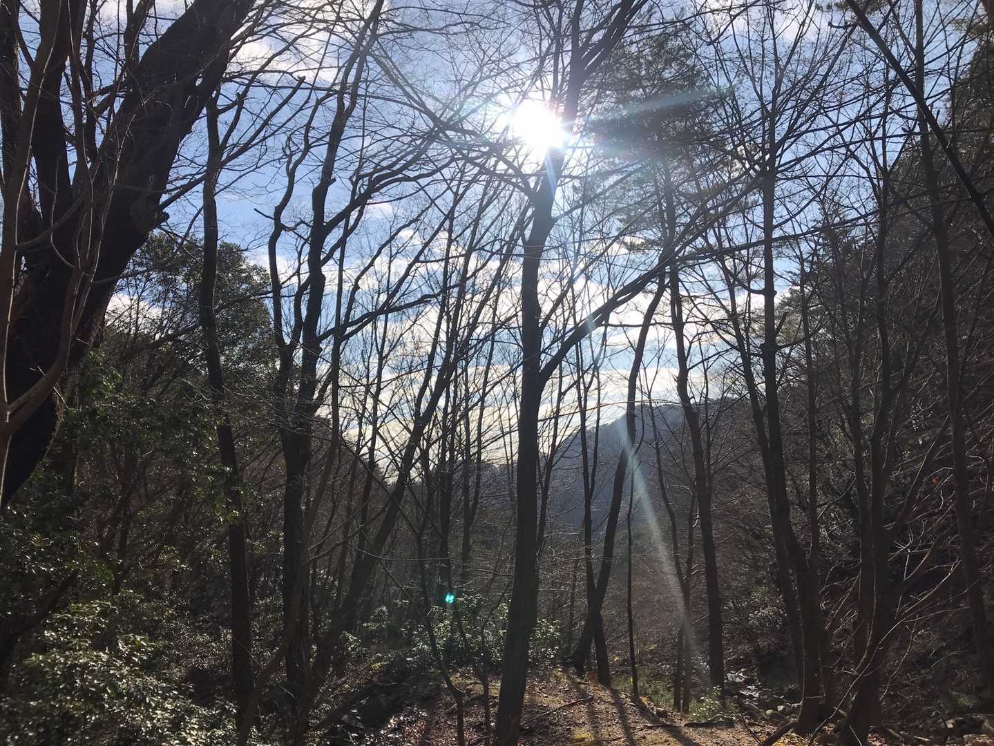 大好きな木漏れ日を感じ