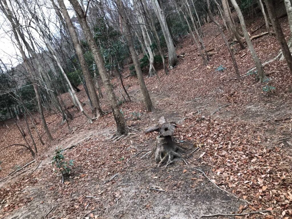 やっとひらけてきましたぁー