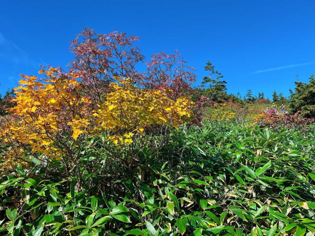 紅葉が色づいている