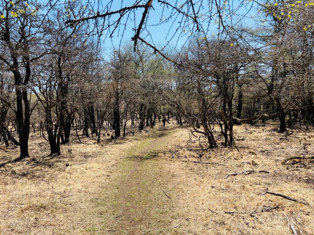 山頂？って感じだね（荒船山の平坦な稜線）