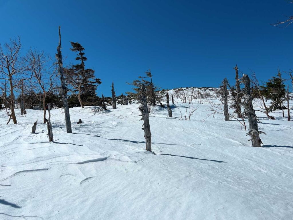 広い雪原を自由に歩ける