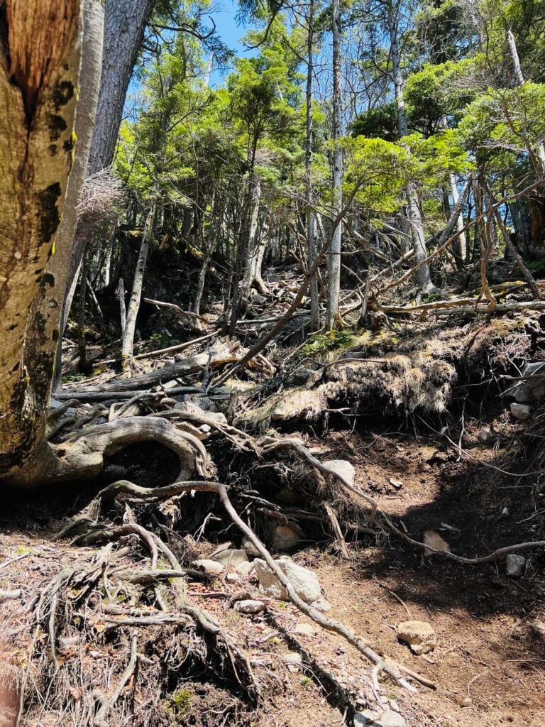 皇海山への急登