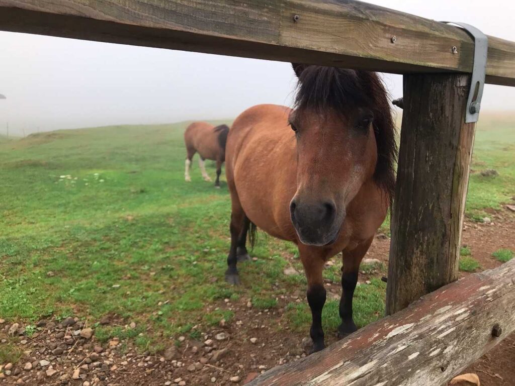 柵越しにこちらを見つめる馬