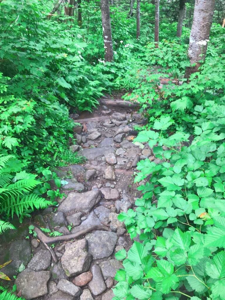 濡れて滑りやすい登山道