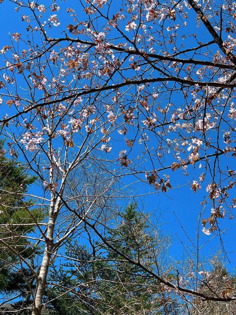 ポツポツの🌸も見ながら