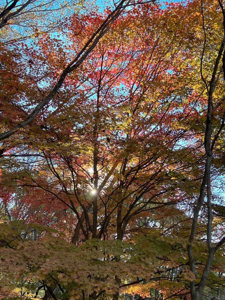 ここも紅葉が綺麗です🍂🍁