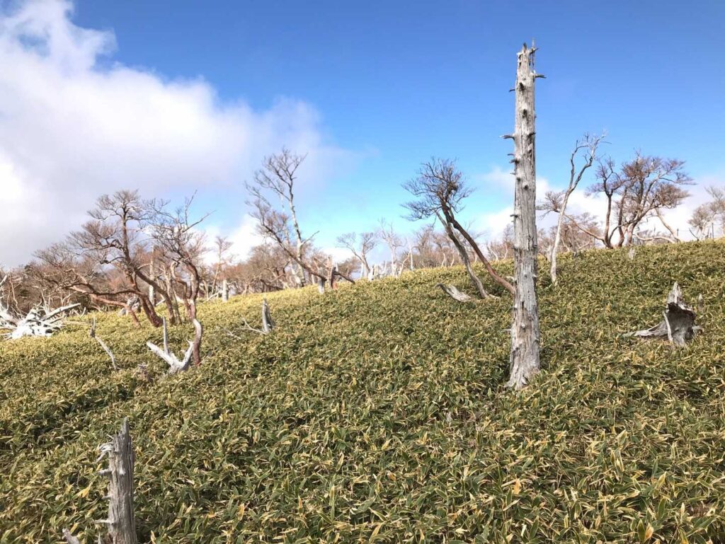 北海道のような開放的な風景