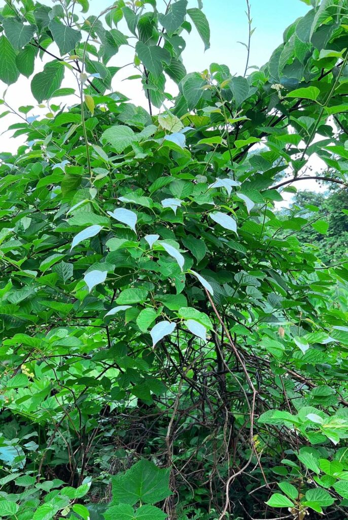 登山道沿いの植物