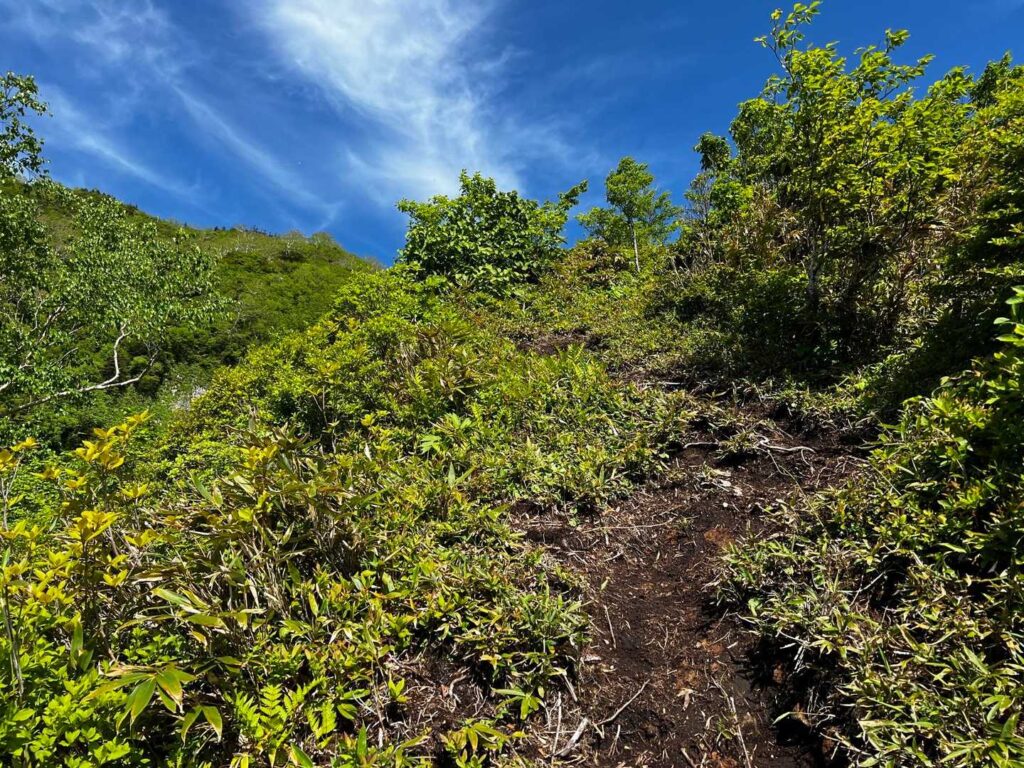 開けた稜線に出た。直射日光がキツい