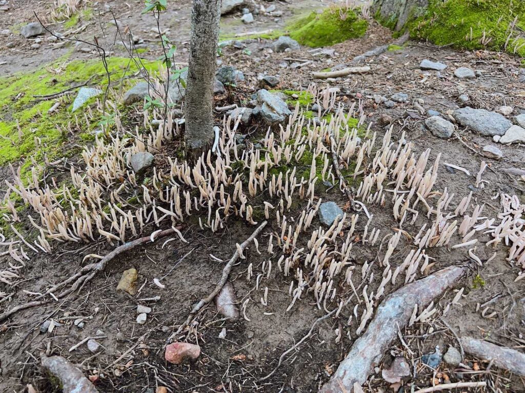 不思議な植物がニョキニョキ