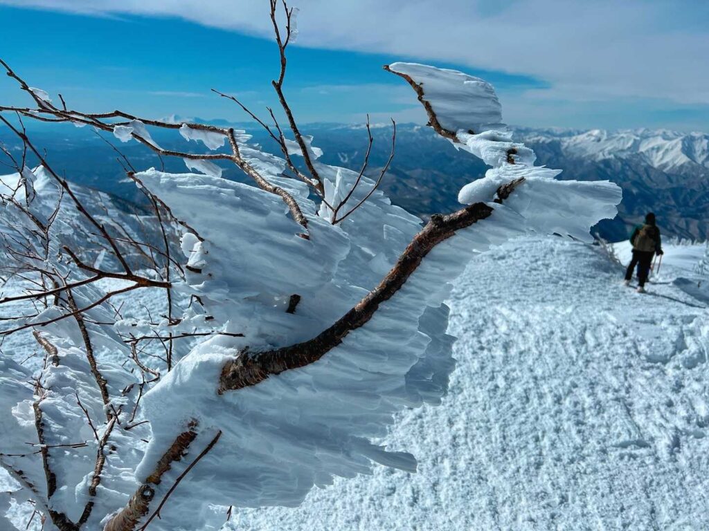 エビの尻尾と青空