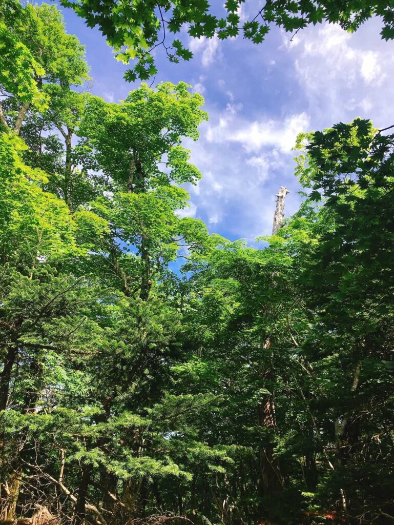 新緑の木々と青空