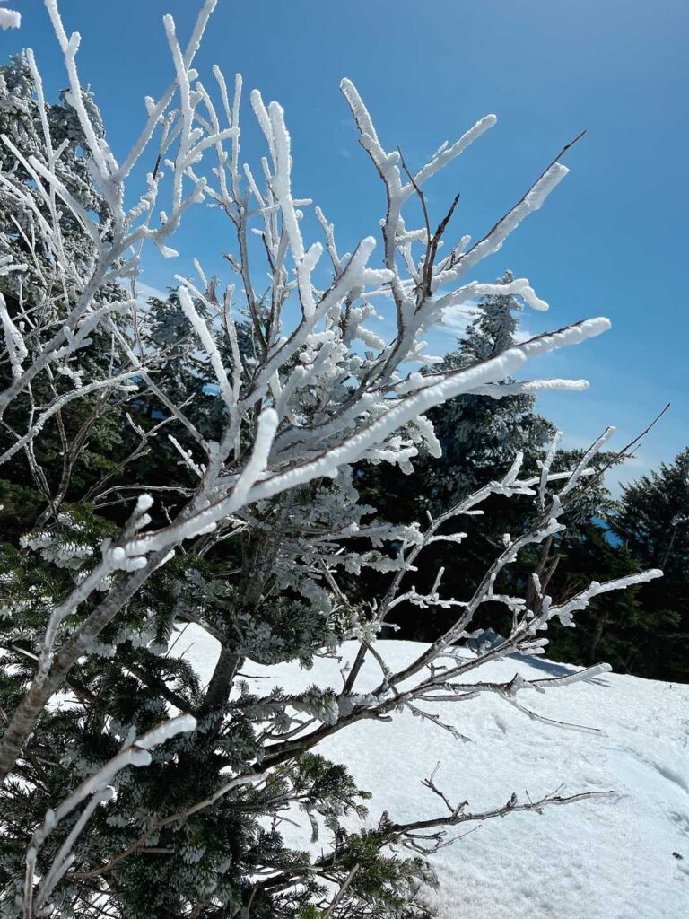 霧氷がキラキラ✨