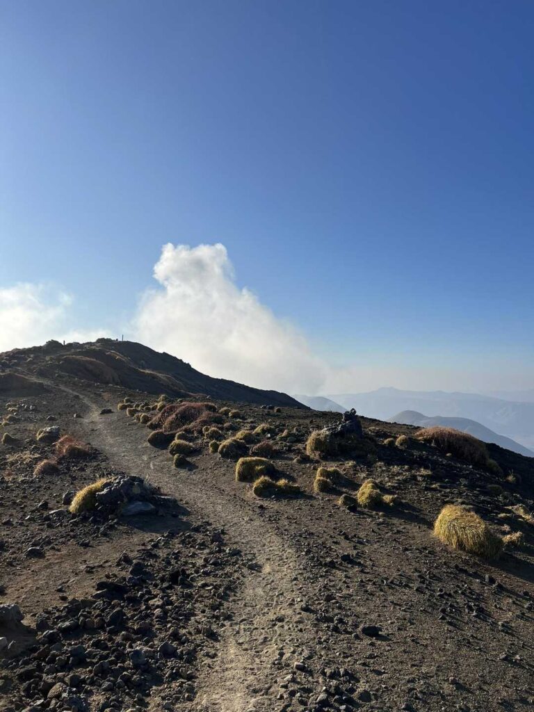 モリゾーみたいな植物たち