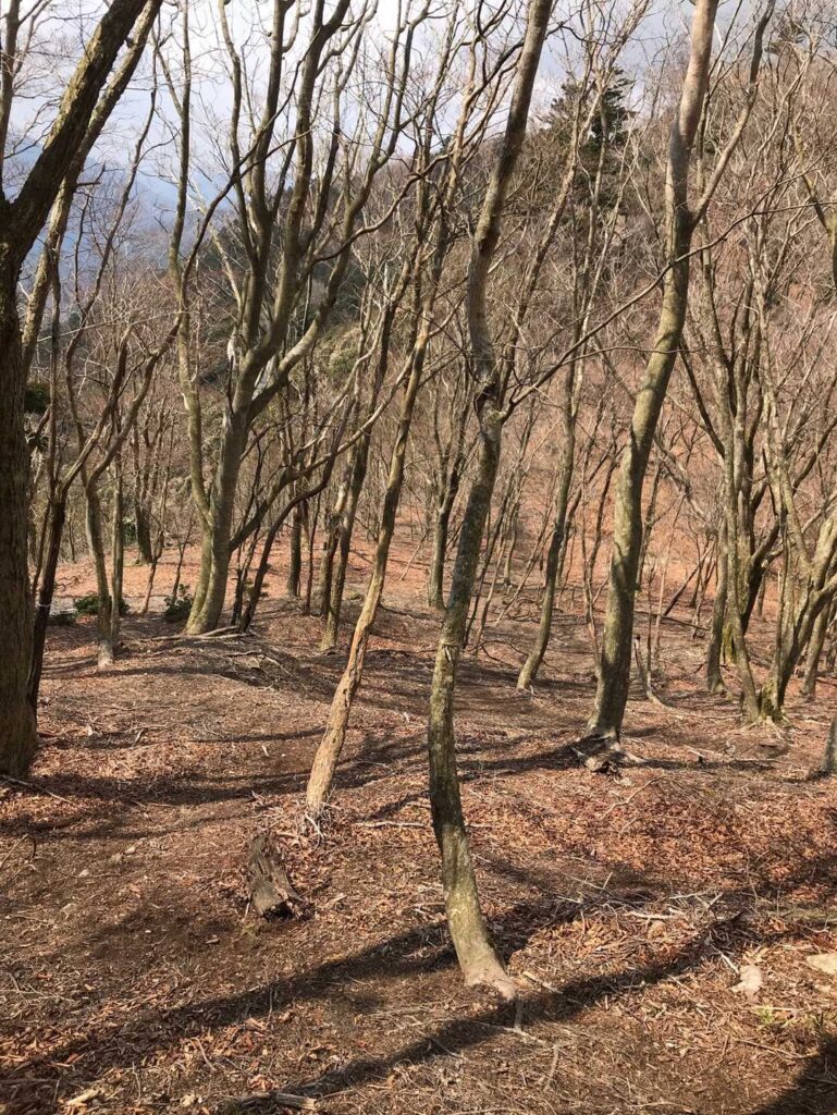 全部同じ景色に見えて…やばいっす この辺り