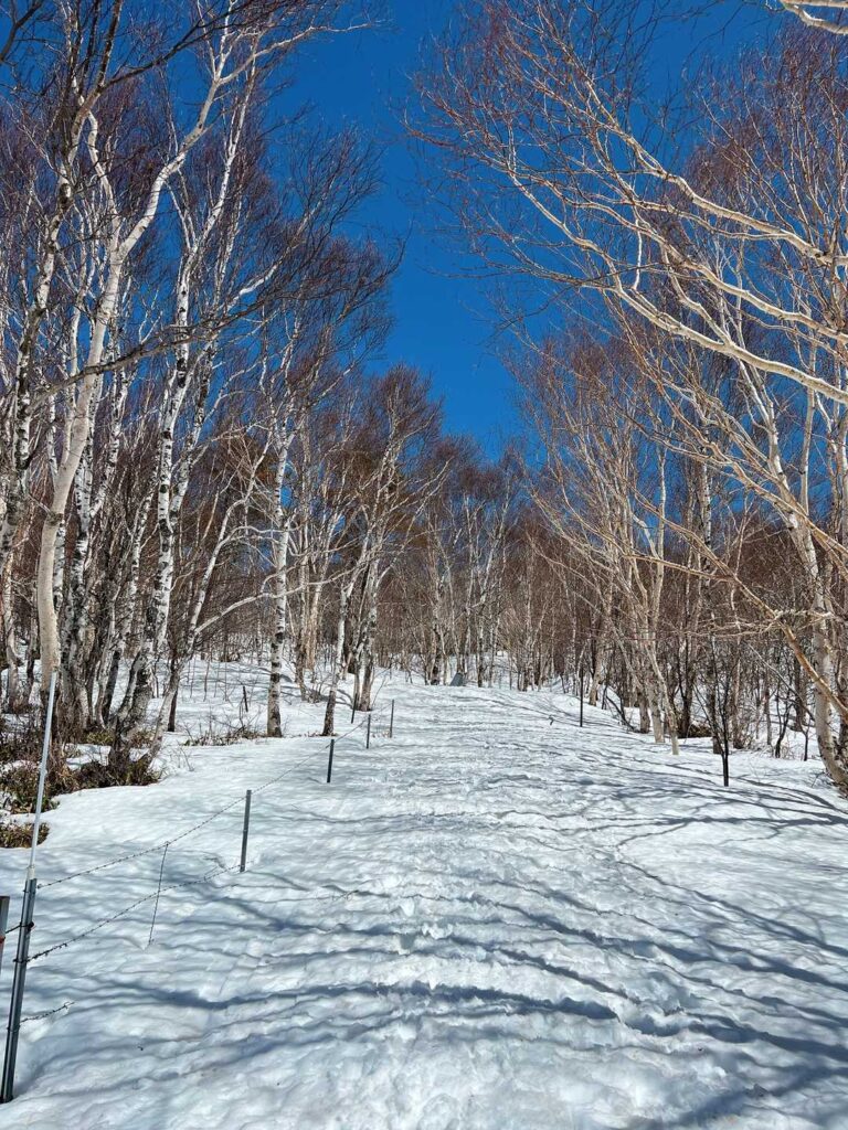 白樺の樹林帯を抜けていく
