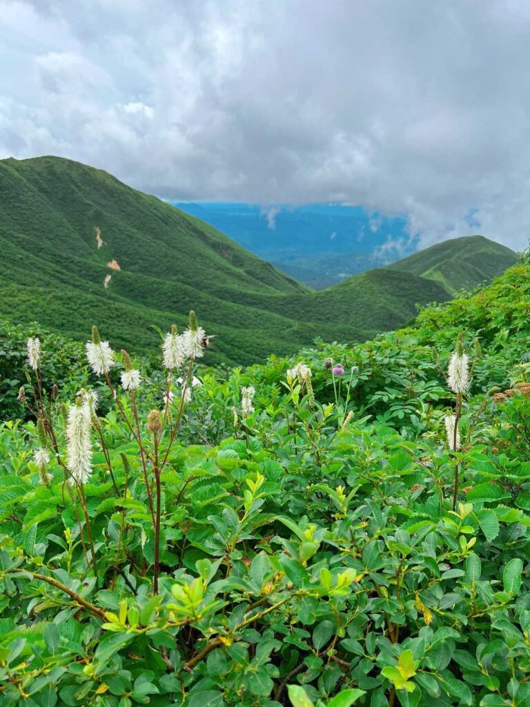 高山植物と緑の山並み