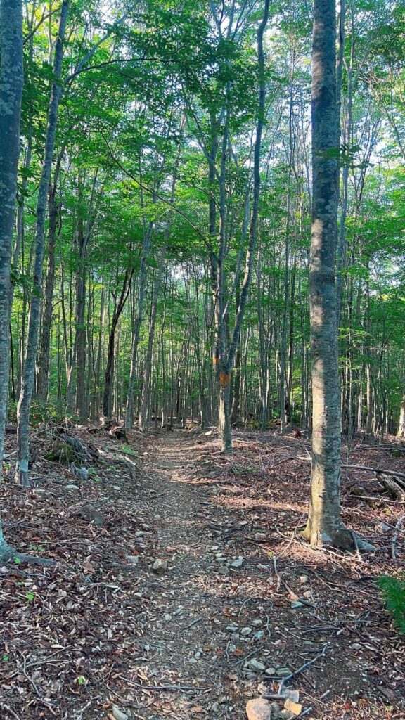 緩やかな下山道