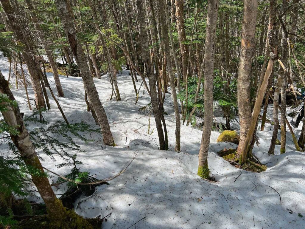 残雪の林を下る