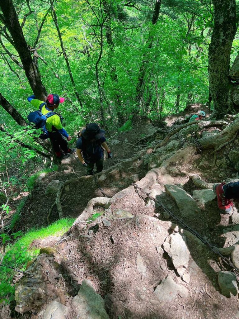 緑と木漏れ日が美しい下山道