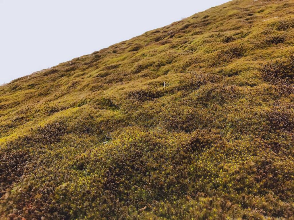 苔ワールド