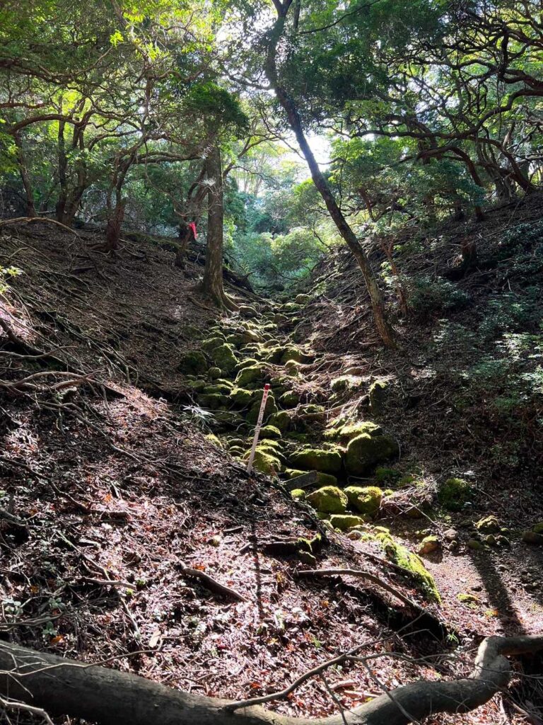 苔むした根が張り出す登山道
