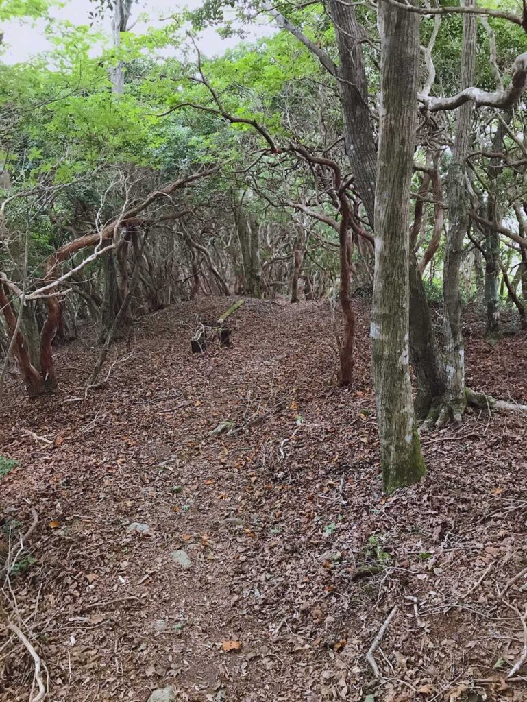 先に進みます / ﾃｸﾃｸ(･ω･o*)-8｡｡｡