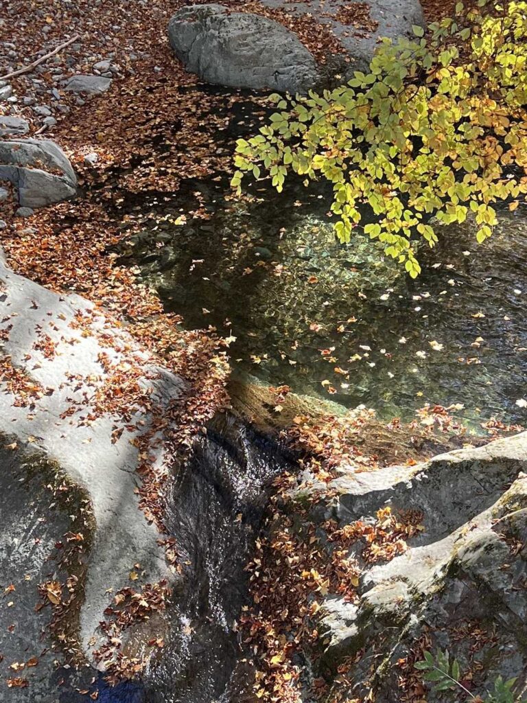 紅葉した葉が川に落ちて流れていく