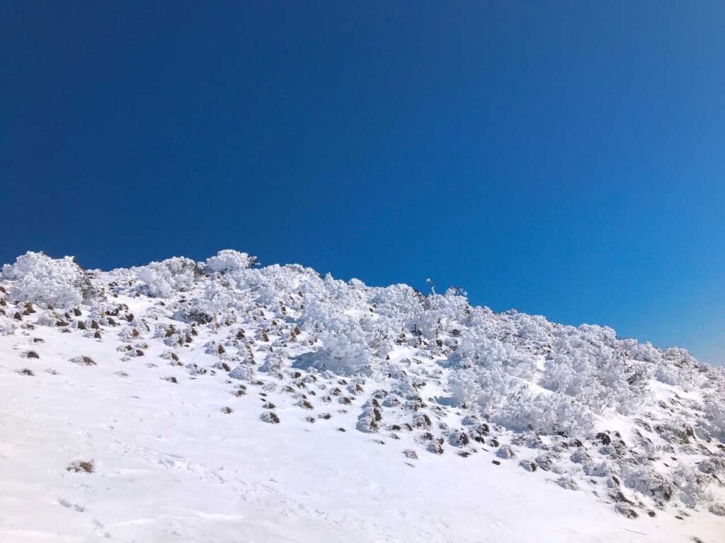 山頂付近の霧氷