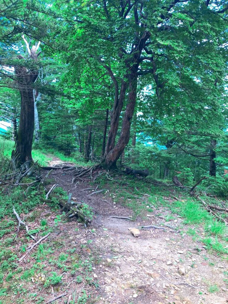 登山道の様子