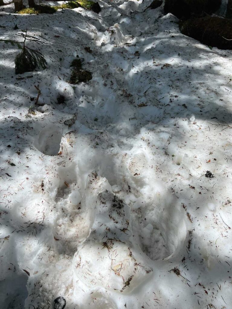 甲武信ヶ岳の巻道の踏み抜き跡