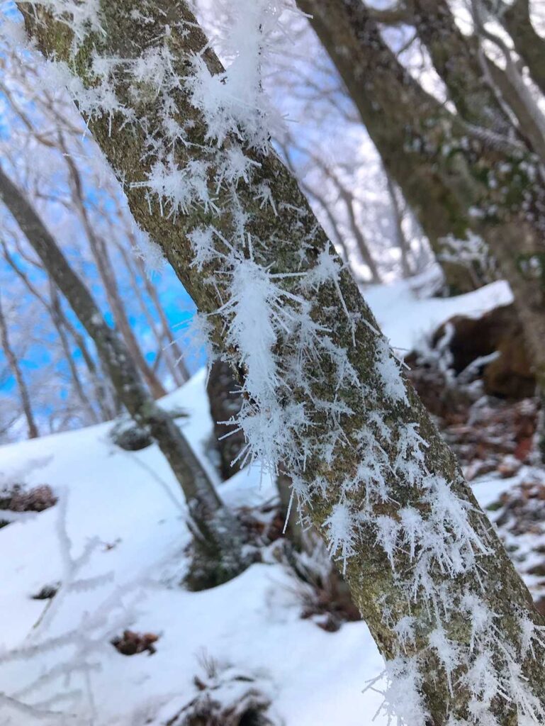 きれいな霧氷の景色