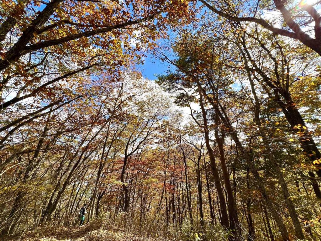 こう言うのもいいね