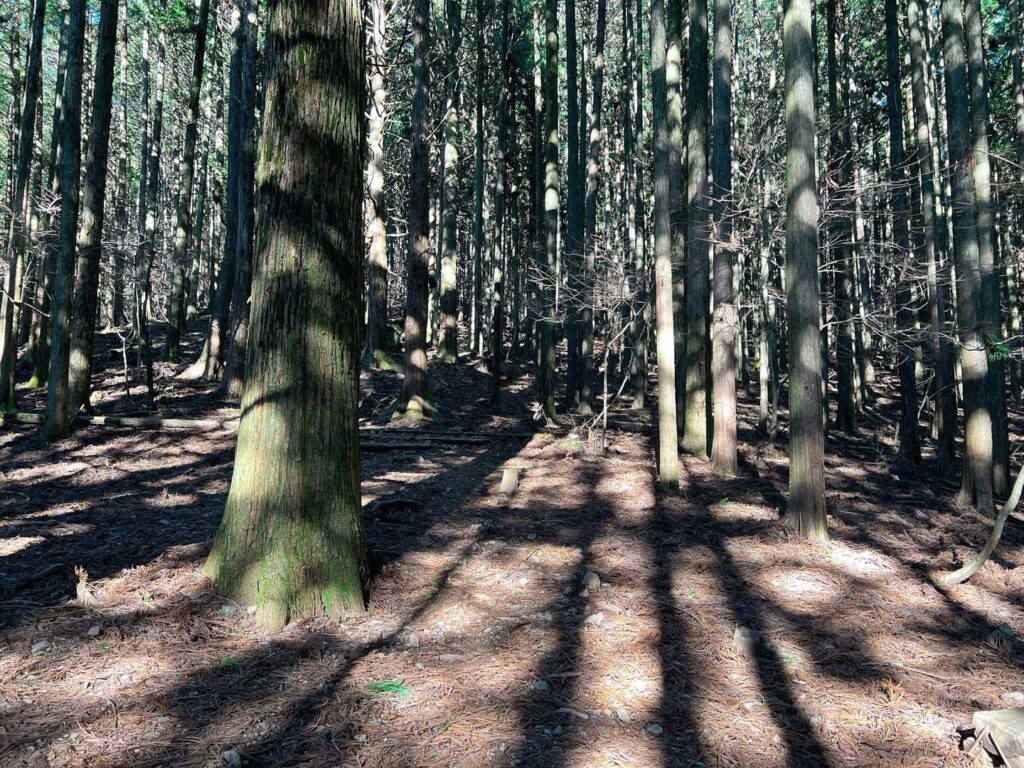 杉が多い / 春は厳しいかも